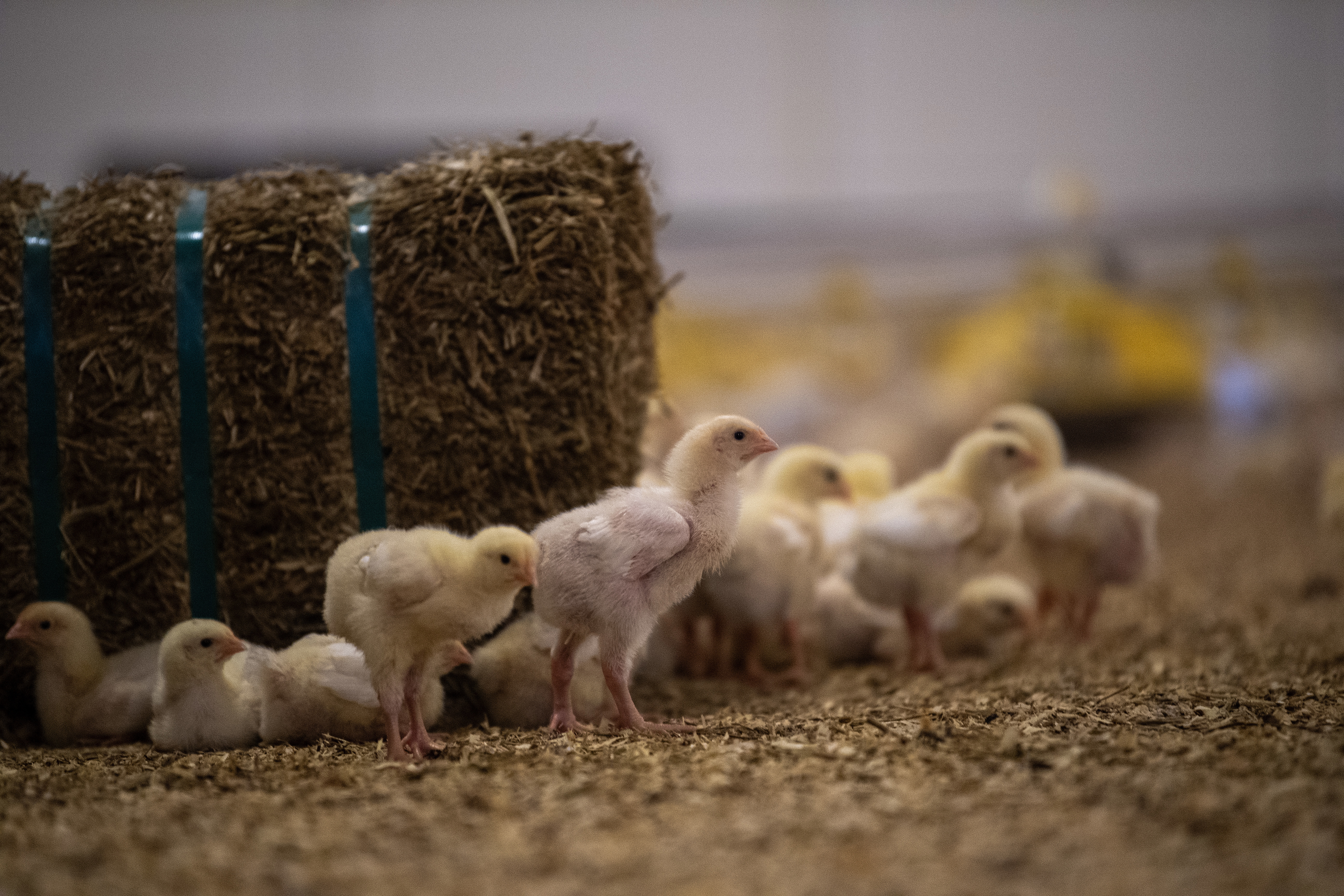 Emissie Reductie Lelystad Perdaems kuikens